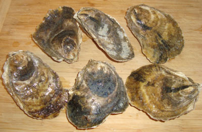 Katama Bay Oysters