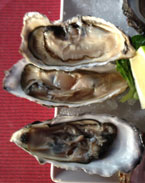 Namibian Oysters