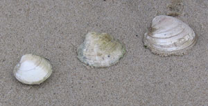 Hard shell clams: littleneck, cherrystone, quahog