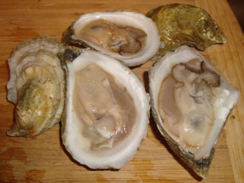 Glidden Point Oysters, Damariscotta Maine